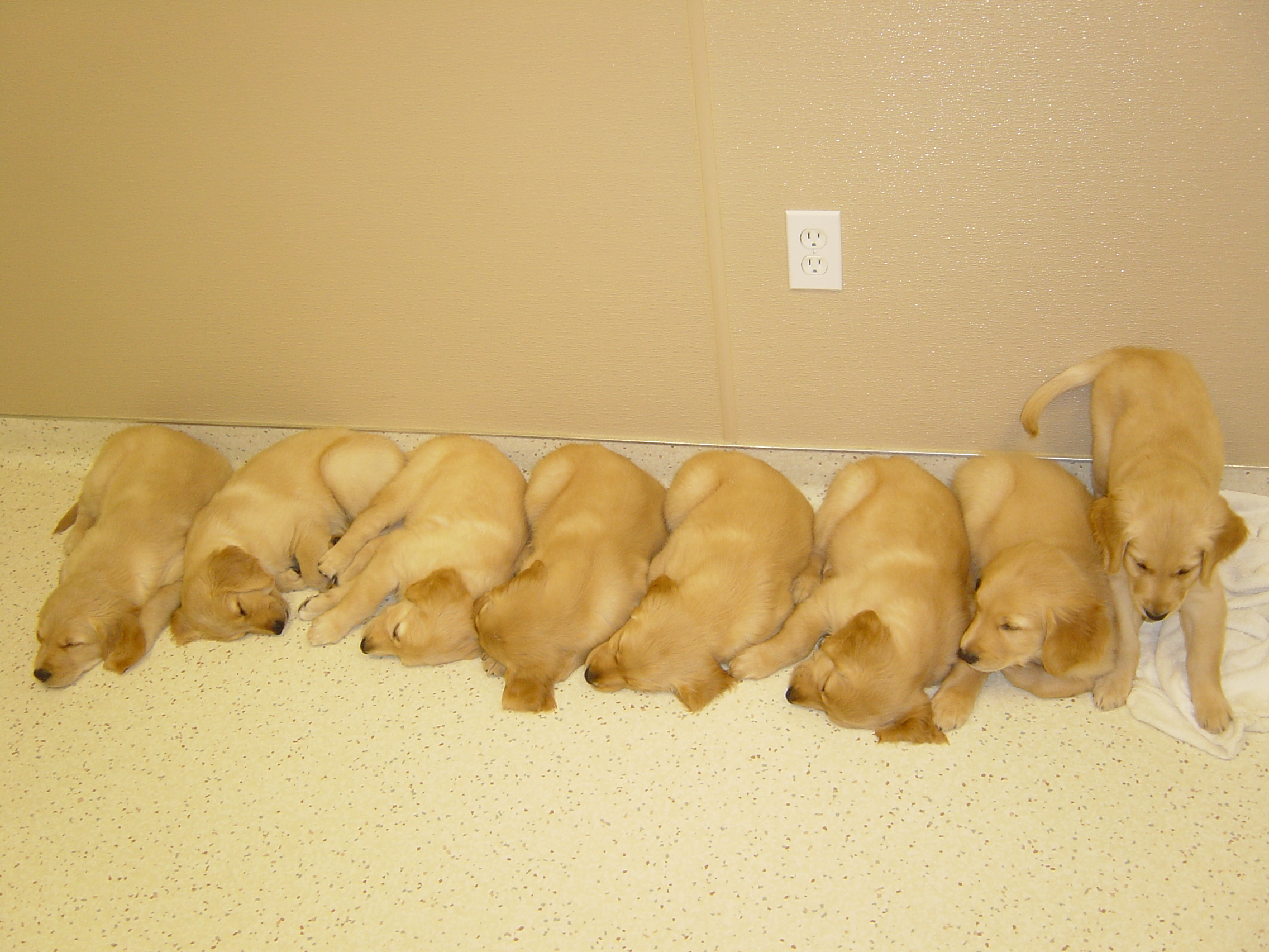 Bunch of puppies