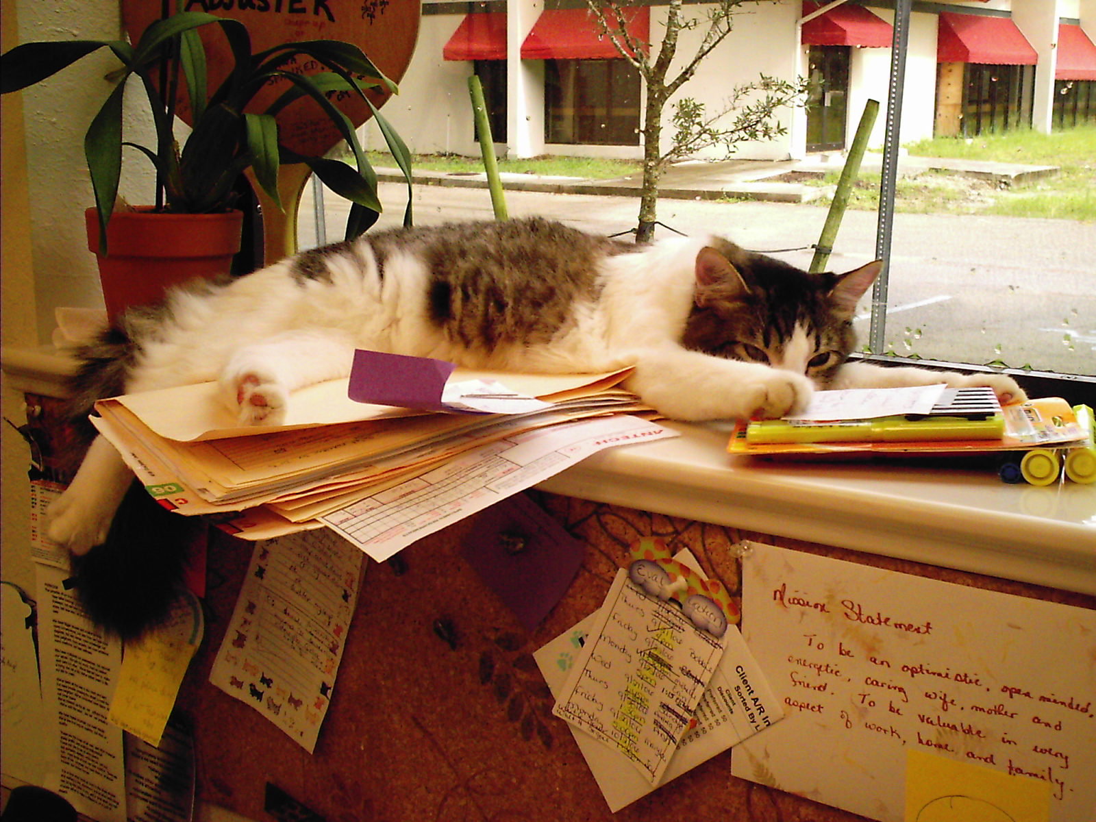 cat on desk