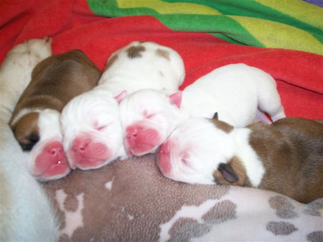 Piggy's Puppies #2 10June.jpg