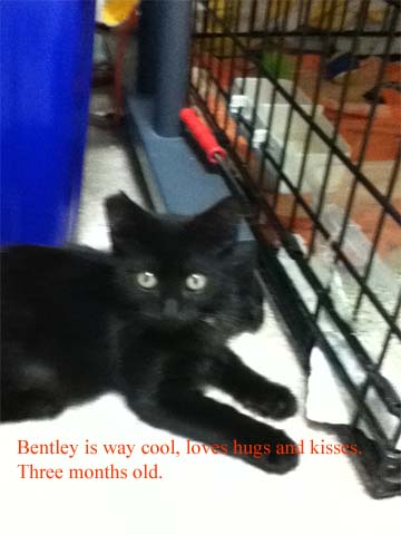 Bentley #1 "Hugs & Kisses