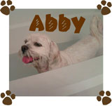 Abby found a forever home