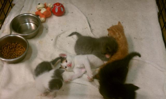 Cali Kittens(2 left)