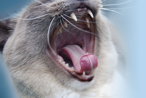 Cat with open mouth showing teeth
